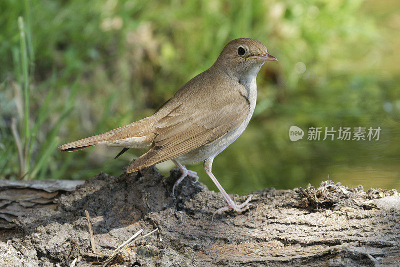 夜莺（Luscinia megarhynchos）